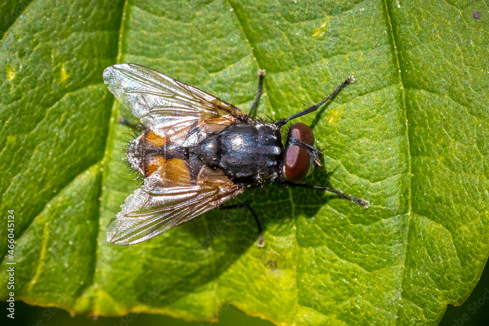 Musca autumnalis, the face fly or autumn housefly resting on a leaf Musca autumnalis, the face fly or autumn housefly resting on a leaf