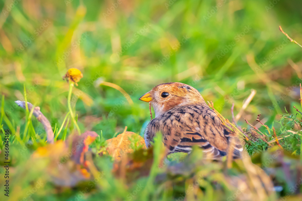 snow bunting bird, Plectrophenax nivalis foraging in grass snow bunting bird, Plectrophenax nivalis foraging in grass