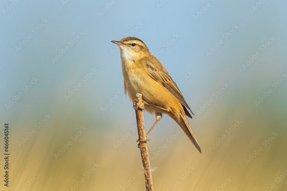 Sedge warbler Acrocephalus schoenobaenus bird singing in reeds during sunrise. Sedge warbler Acrocephalus schoenobaenus bird singing in reeds during sunrise.