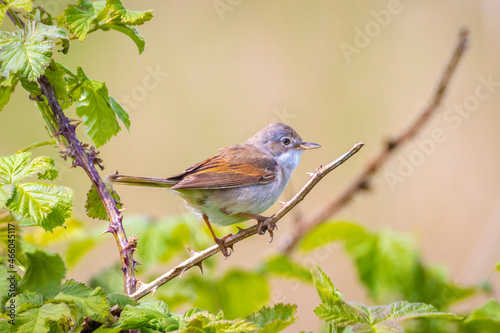 Whitethroat bird, Sylvia communis, foraging in a meadow