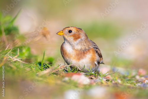 snow bunting bird, Plectrophenax nivalis foraging in grass