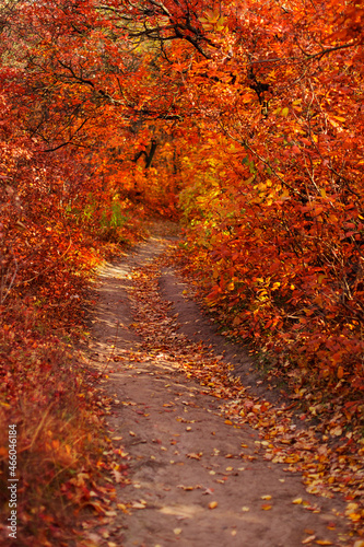 Beautiful autumn landscape  a trail among trees with yellow and red leaves.