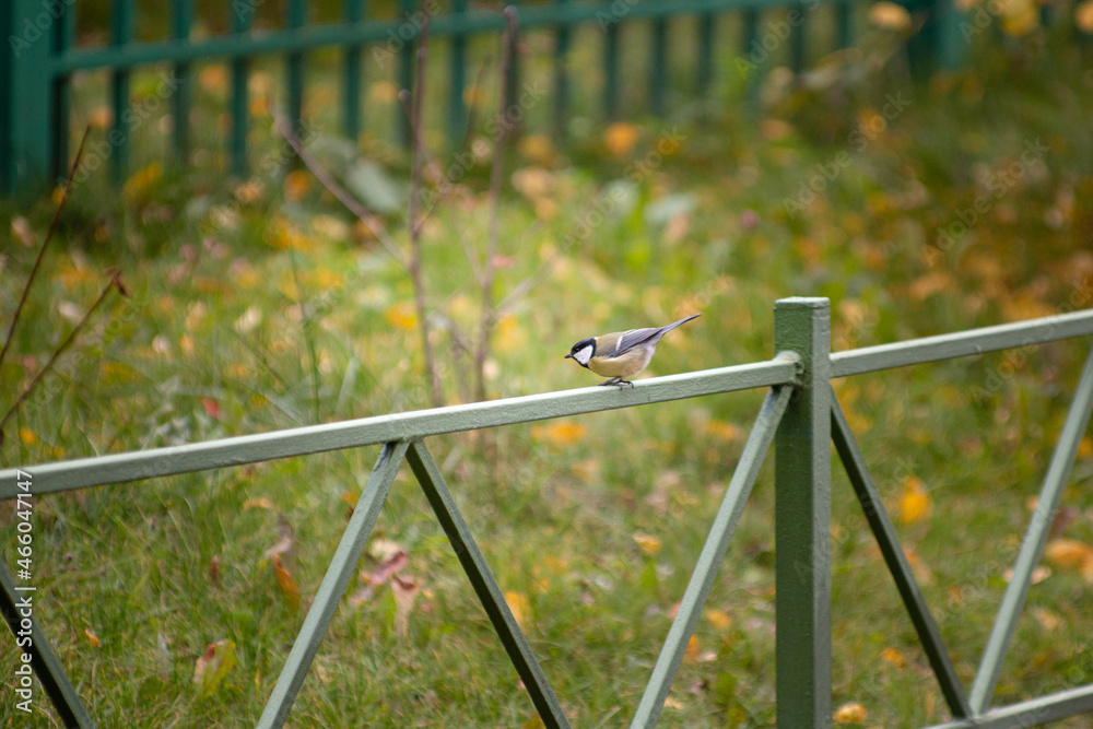 Small bird on the fence in an urban environment