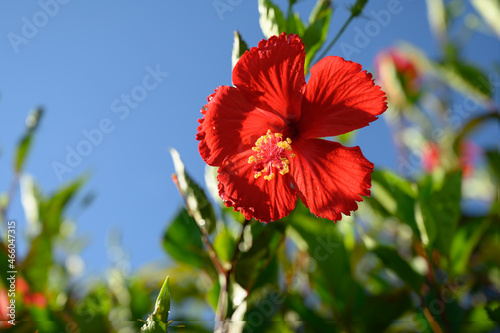Red hibiscus rose flower floral horizontal hd