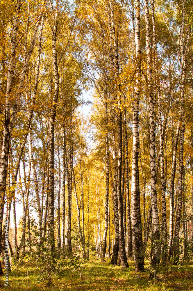 birches with yellow leaves in the autumn park in vertical format