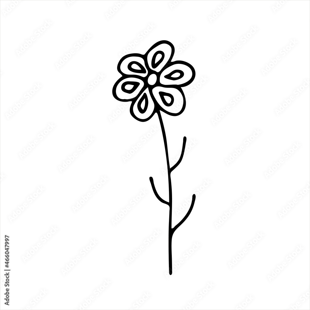 A painted Daisy flower. Doodle style, black outline, drawing with floral floral elements, minimalism. Isolated. Vector illustration.
