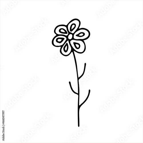 A painted Daisy flower. Doodle style  black outline  drawing with floral floral elements  minimalism. Isolated. Vector illustration.