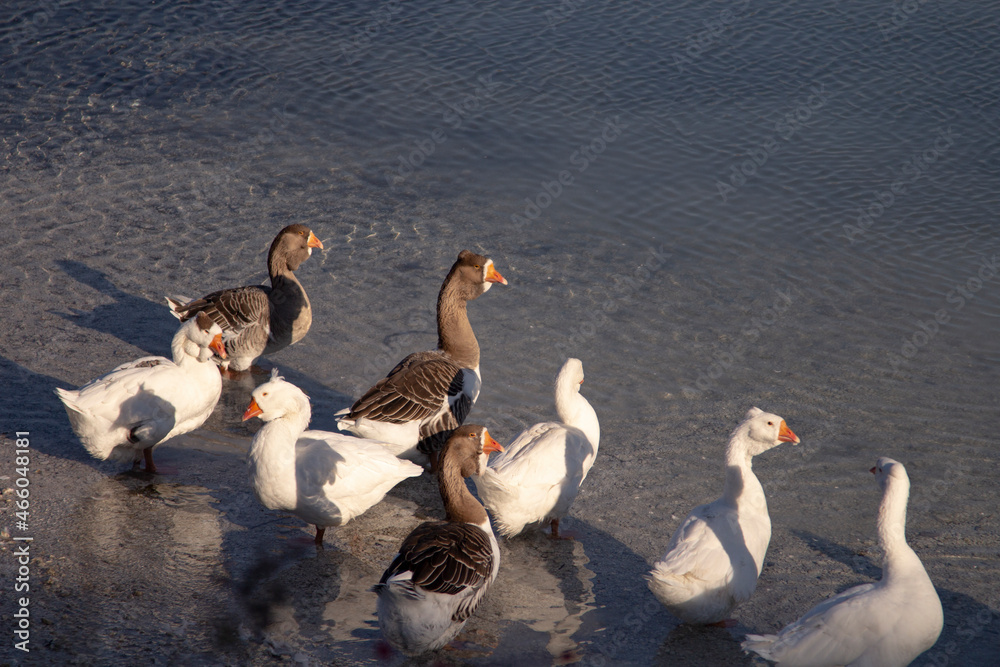 Naklejka premium Household animals and birds. goose on blue lake.