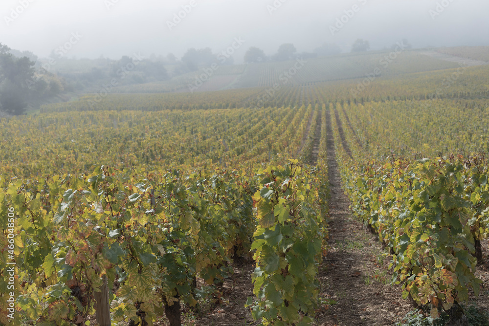 Looking down hill at chardonnay vines in the vineyards in fog