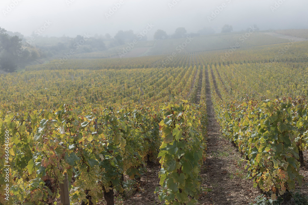 Looking down hill at chardonnay vines in the vineyards in fog Looking down hill at chardonnay vines in the vineyards in fog