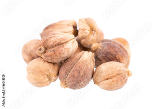 Heap of white cardamom pods isolated on white background. Kapulaga Jawa or Javanese cardamom. Amomum kepulaga. Clipping path.