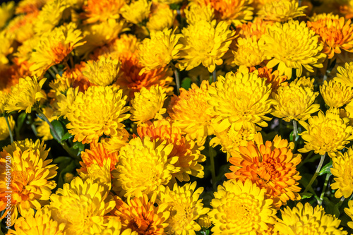 Orange Winterastern als floraler Hintergrund