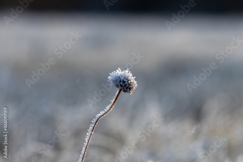 Single  lonely  frozen flower in a large meadow  angular garlic  Allium angulosum  flower with ice crystals on a frosty morning  frost in the meadow