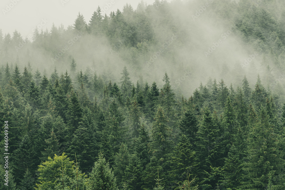 Autumn Fog Over Trees