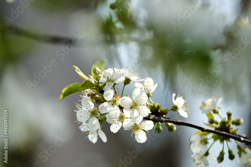 North star cherry tree blossoms in Spring with blurry background photo