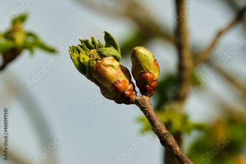 Red horse-chestnut leaf busting out of it's bud on a sunny Spring morning photo