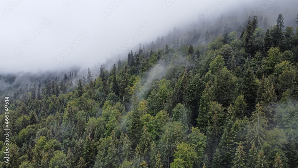 Trees Covered in Fog