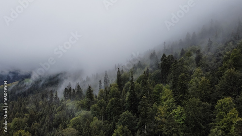 Cloudy Day Forest Landscape
