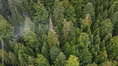 Forest, Aerial View