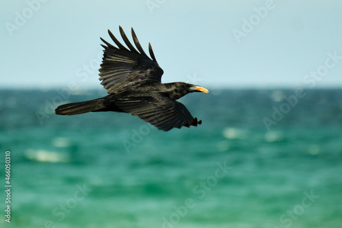 American Crow in flight over the coastline of the Atlantic Ocean with food in beak
