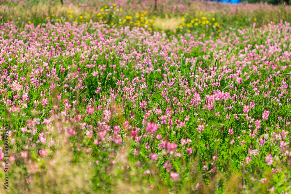 Field of pink wildflowers in sunshine.