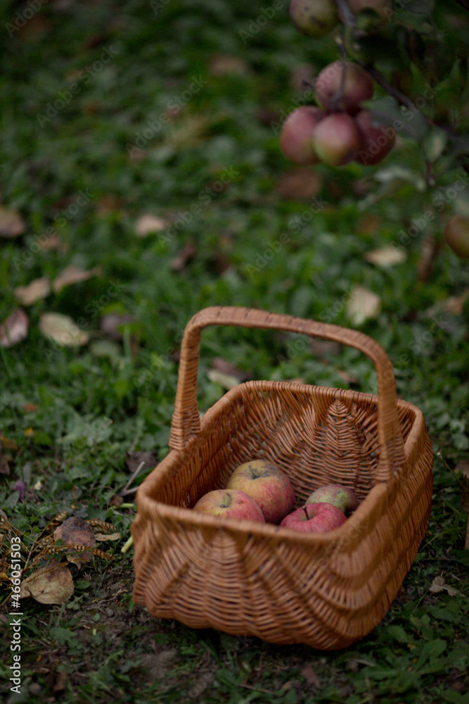 спелые красные яблоки в плетеной корзине
ripe red apples in a wicker basket спелые красные яблоки в плетеной корзине
ripe red apples in a wicker basket