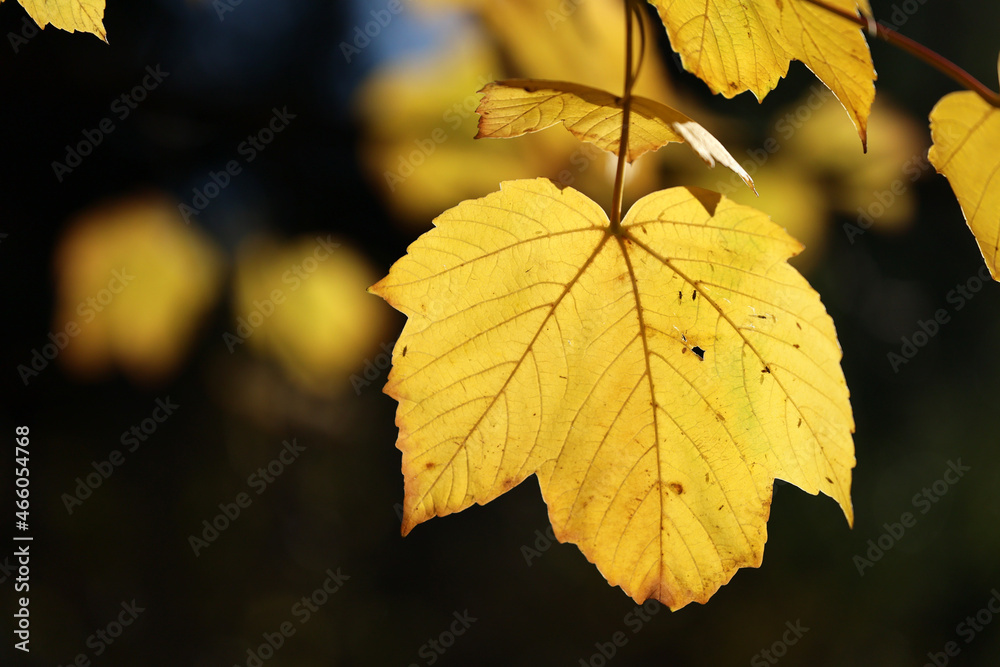 Widok na jesień z różno kolorowymi liśćmi drzew. - obrazy, fototapety, plakaty 