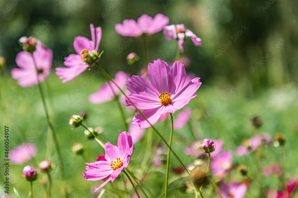 Fototapeta premium Purple daisies in the mountains of Tajikistan.