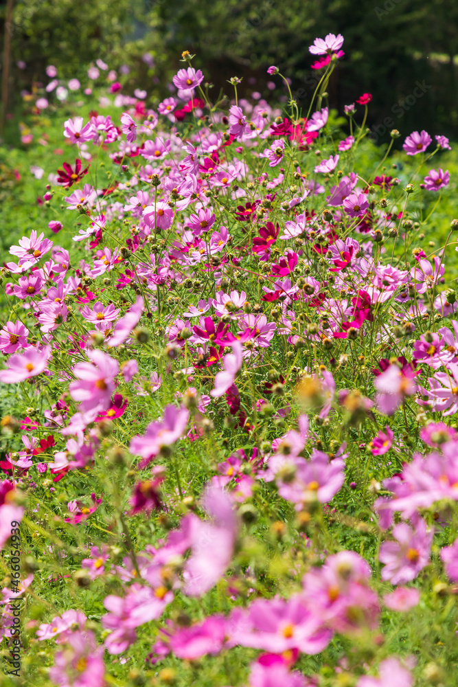 Purple daisies in the mountains of Tajikistan.