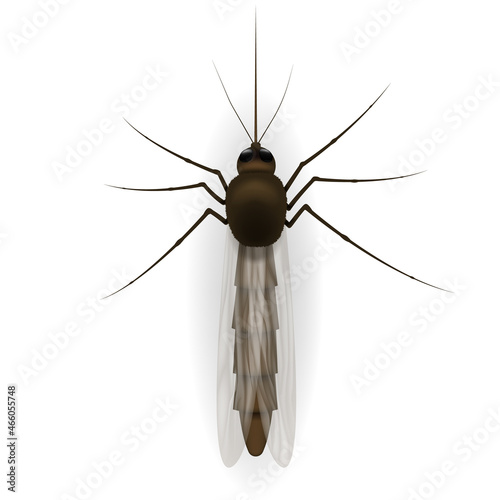 Realistic illustration of a mosquito. Insect. Realistic mosquito. Design of graphic source for healthcare of fever that mosquito is transmitter