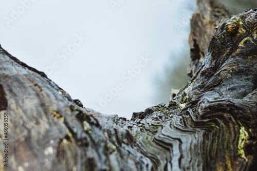 bark of a tree