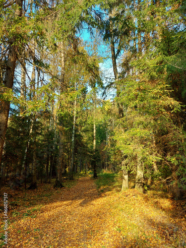 Walk along the path in the forest