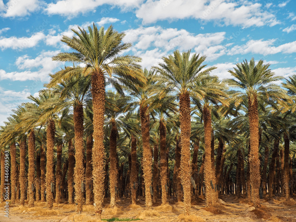 Palm trees plantation - looks like regular tropical forest - in desert, clouds above