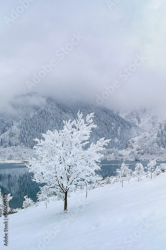 White tree covered with snow and frost on the background of a mountain lake in the fog