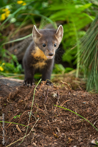 American Pine Marten (Martes americana) Looks Out Ears Up Summer