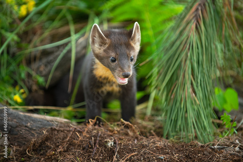 American Pine Marten (Martes americana) Pops Head Out from Burrow Summer