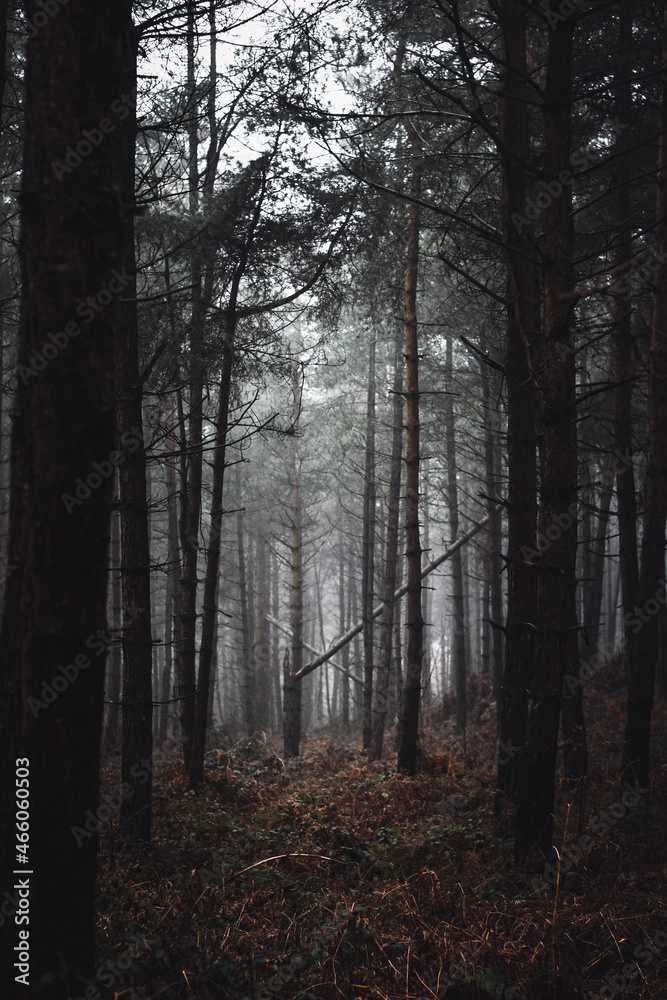 Fototapeta premium fog in the forest