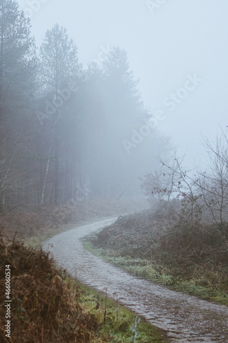 Foggy walk in the forest