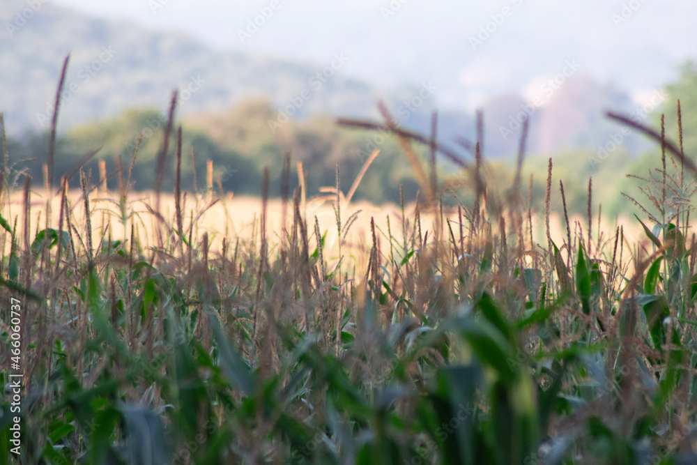 Fototapeta premium wheat field in summer