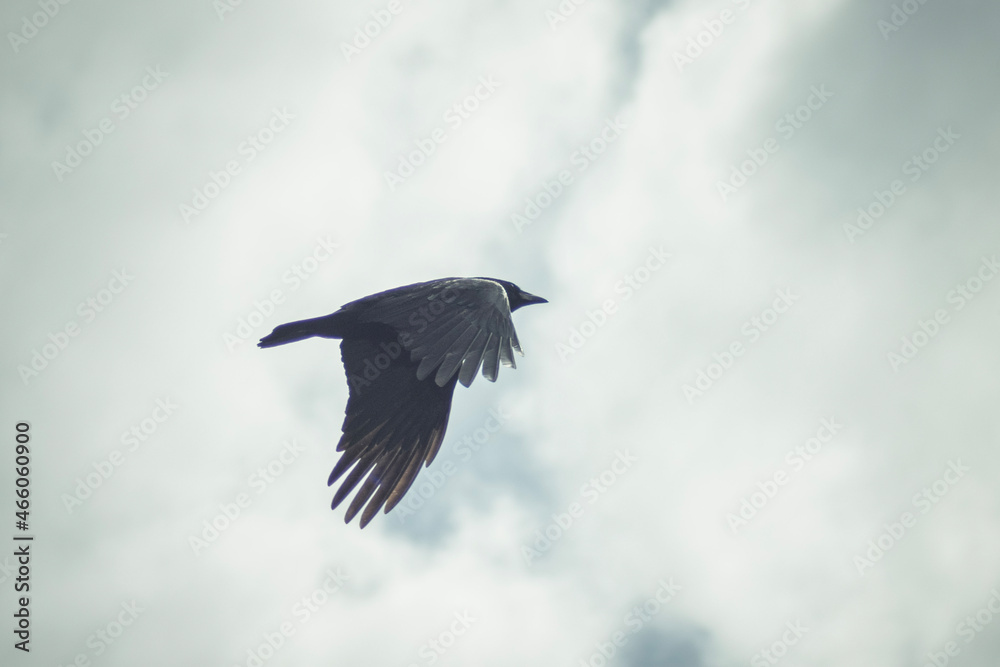 crow in flight crow in flight