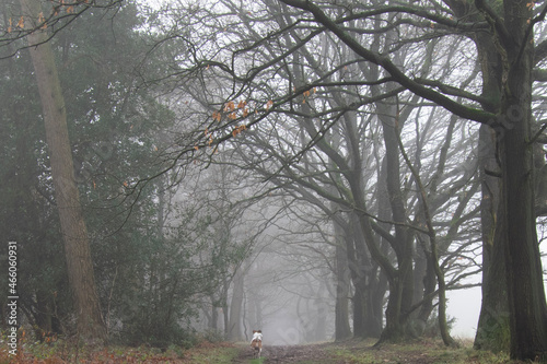 morning in the woods