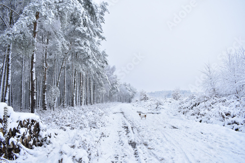 snow covered trees