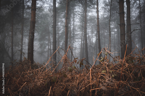 fog in the forest