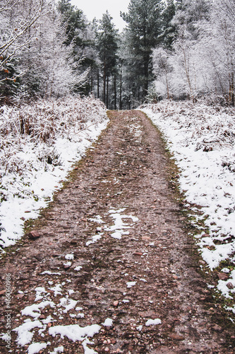 path in the woods