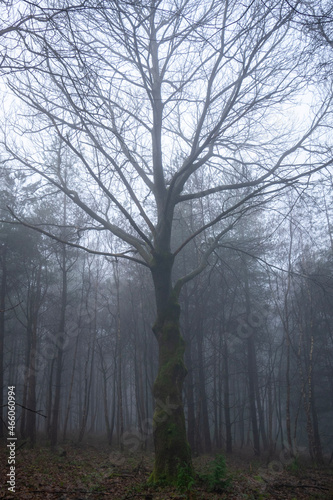 fog in the forest