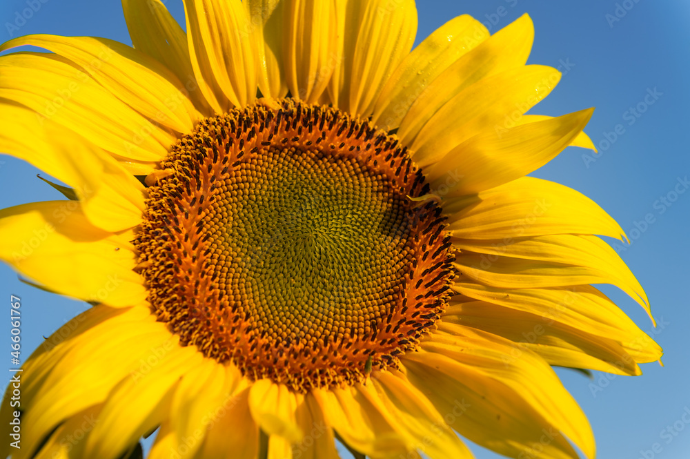 Obraz premium Sunflower Close Up Against Blue Sky