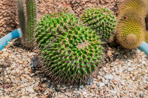 Beautiful cactus in a pot at a home garden close up