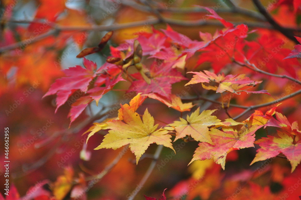Beautiful autumn landscape with yellow trees . Colorful foliage in the park. Season of beautiful autumn leaves. Beautiful autumn landscape with yellow trees . Colorful foliage in the park. Season of beautiful autumn leaves.