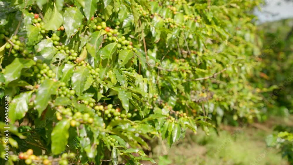 Movement along coffee bushes with green beans on plantation high in the mountains. Most consumed Beverage around the World Movement along coffee bushes with green beans on plantation high in the mountains. Most consumed Beverage around the World