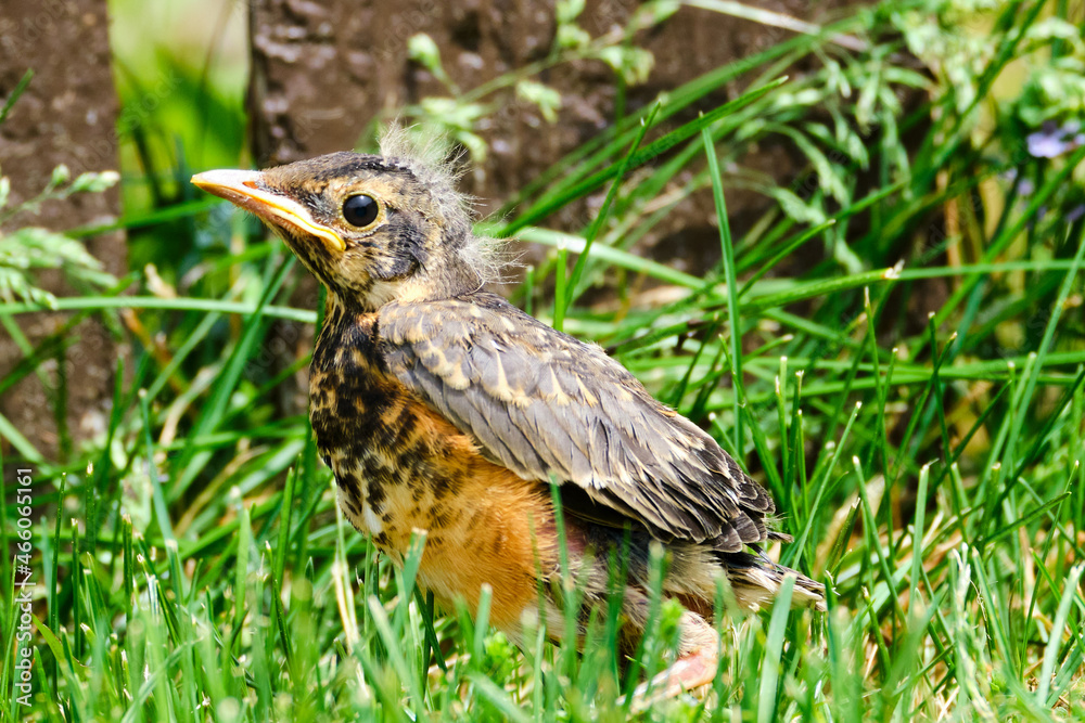 Fototapeta premium Baby robin bird on ground